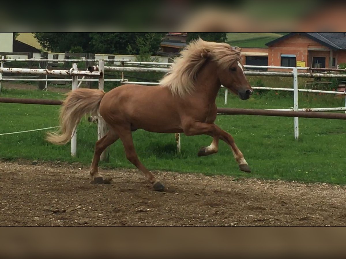 Caballos islandeses Semental 14 años 140 cm Red Dun/Cervuno in Andlersdorf