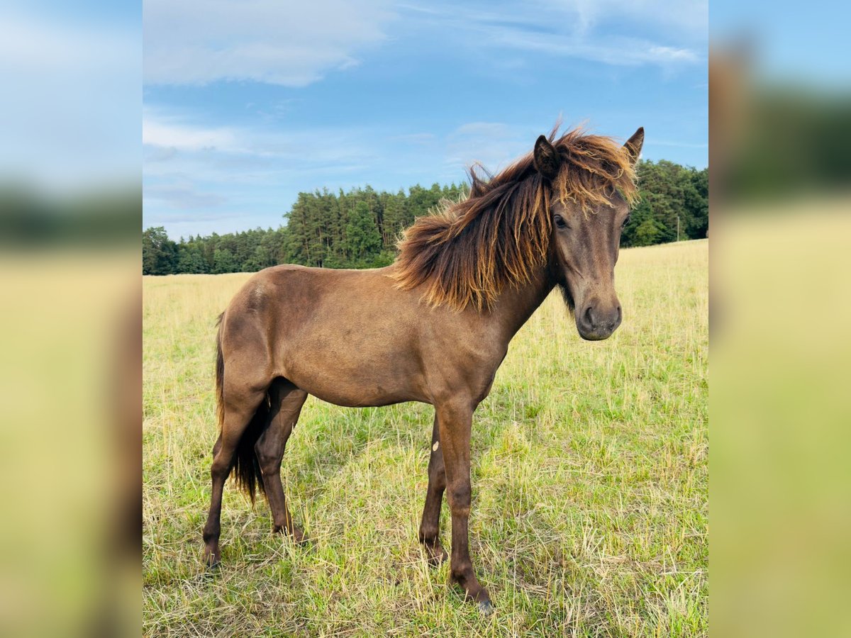 Caballos islandeses Semental 1 año 125 cm Cremello in St&#xF6;dtlen
