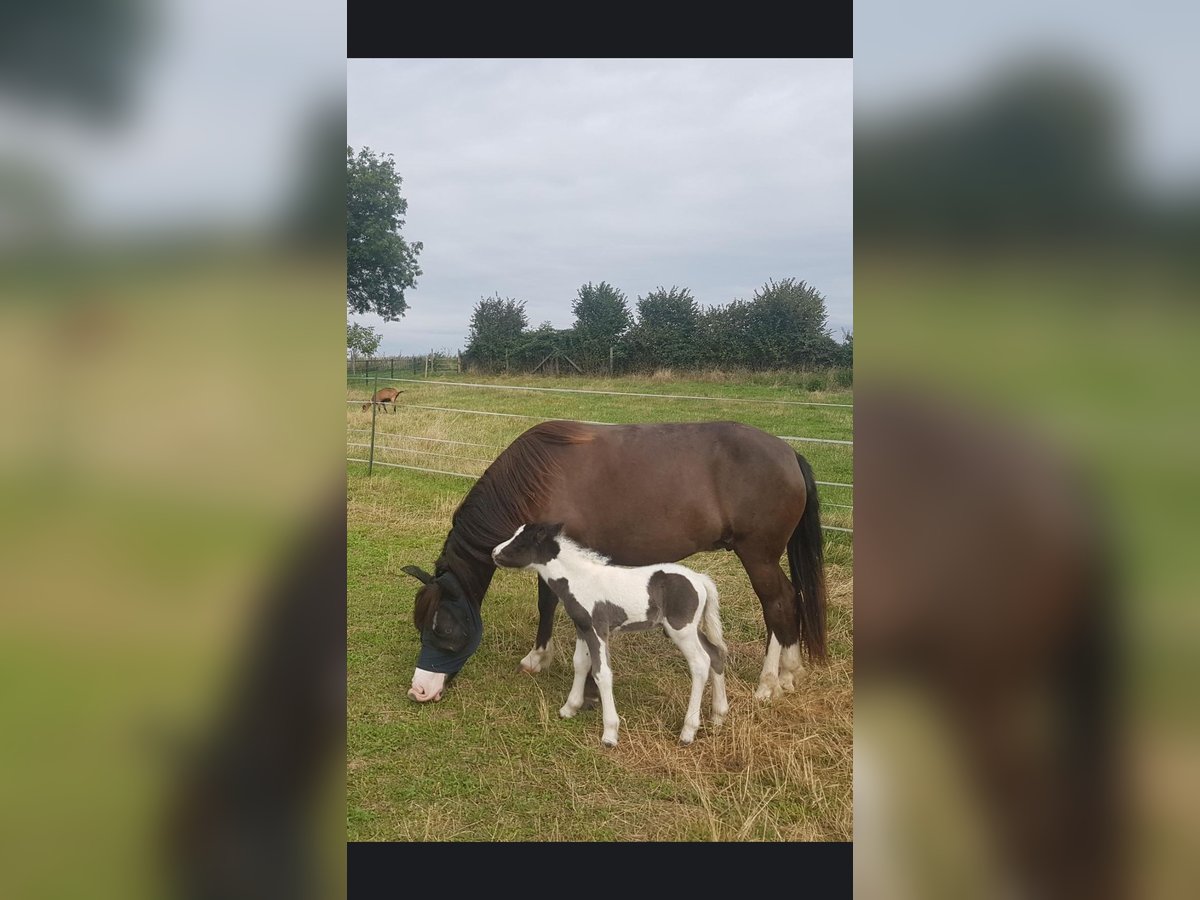 Caballos islandeses Mestizo Semental 1 año 125 cm Tobiano-todas las-capas in Osterhofen