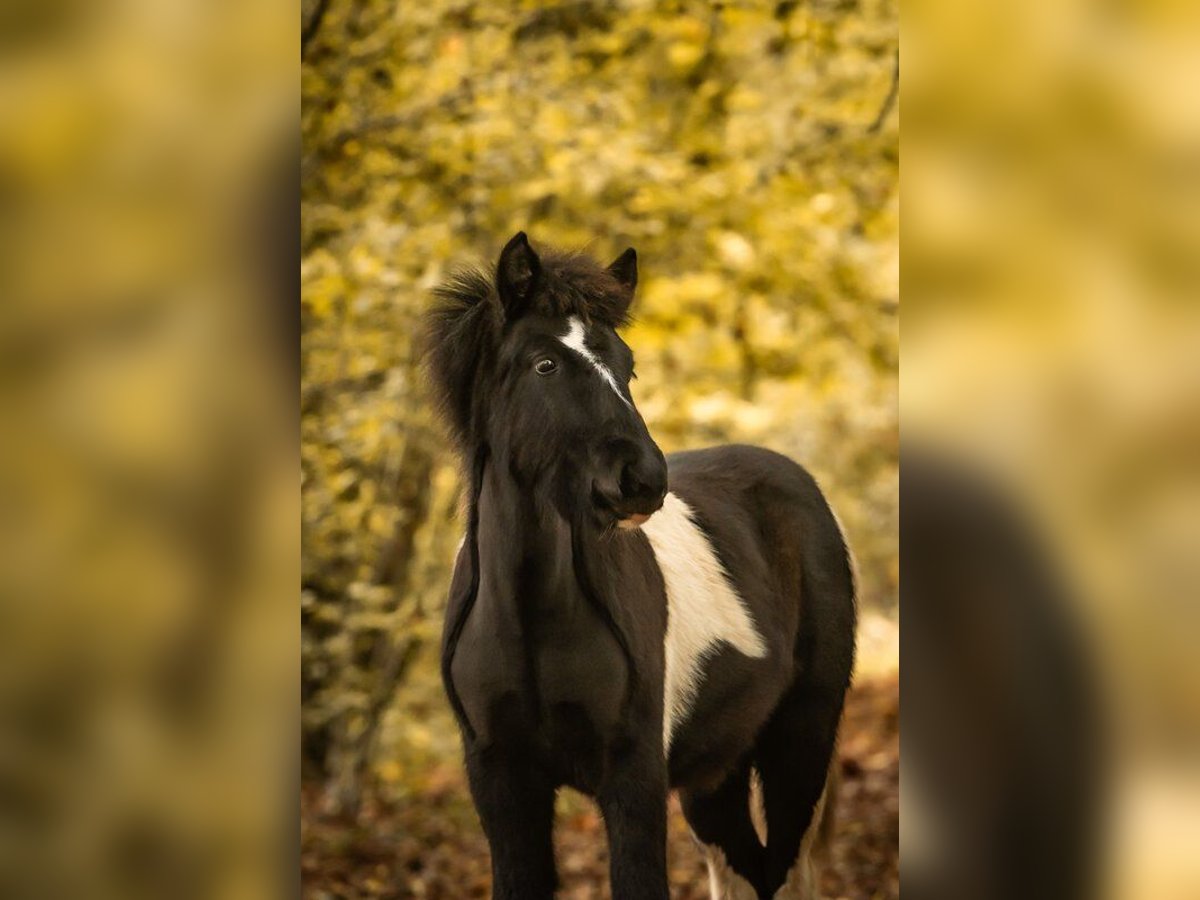 Caballos islandeses Semental 1 año 138 cm Pío in Philippsburg