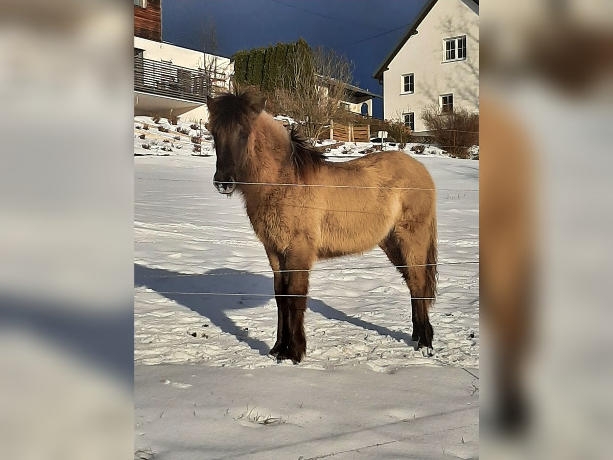 Caballos islandeses Semental 1 año 139 cm in Ulrichsberg