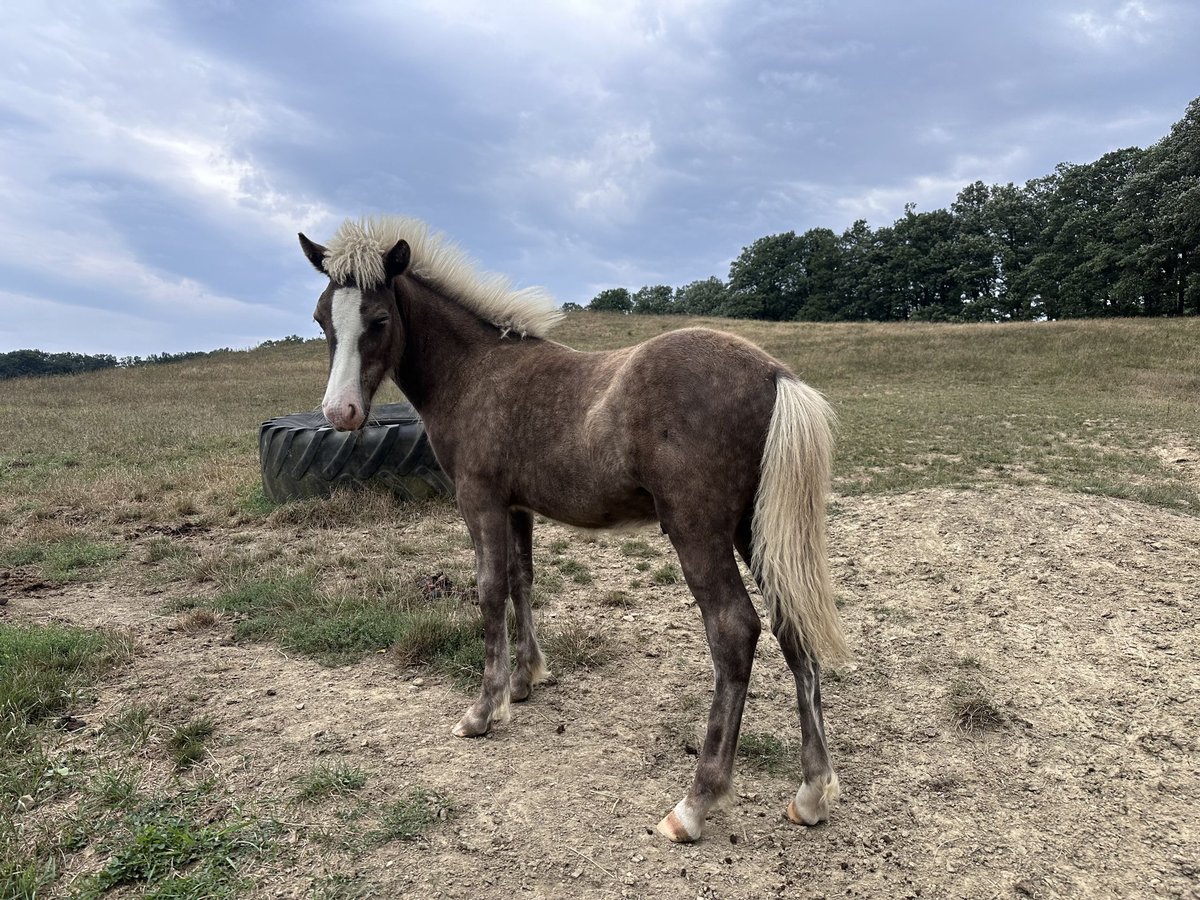 Caballos islandeses Semental 1 año 140 cm Alazán-tostado in Breitenfurt bei Wien