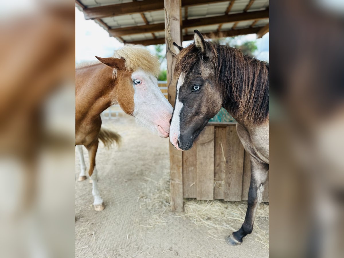Caballos islandeses Semental 1 año 140 cm Grullo in Gallin