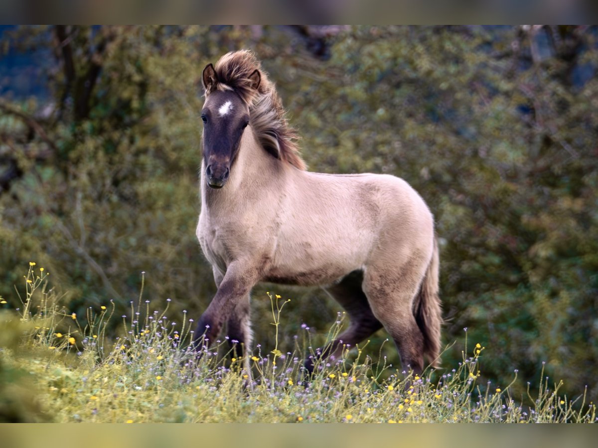 Caballos islandeses Semental 1 año 143 cm Bayo in Kirchbichl