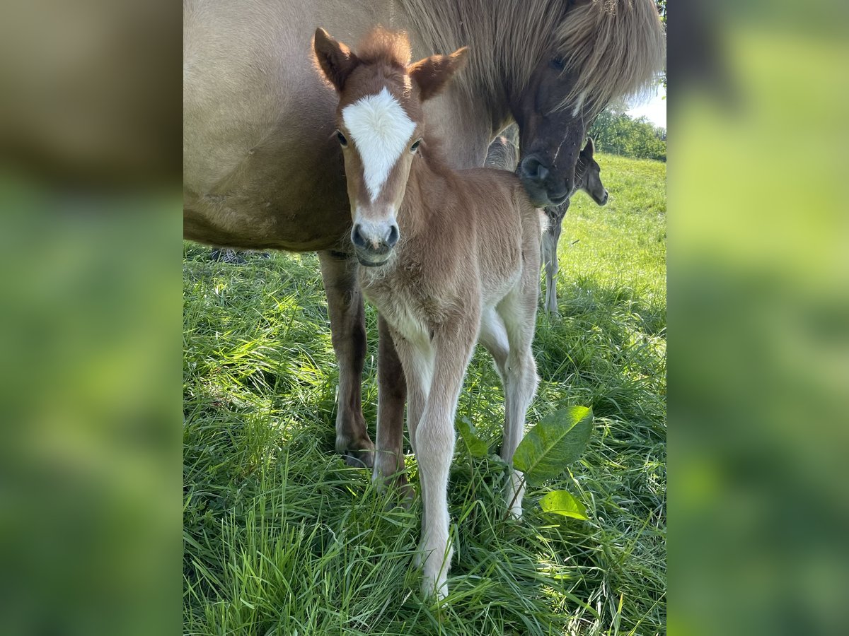 Caballos islandeses Semental 1 año 145 cm Alazán in Abtsgmünd