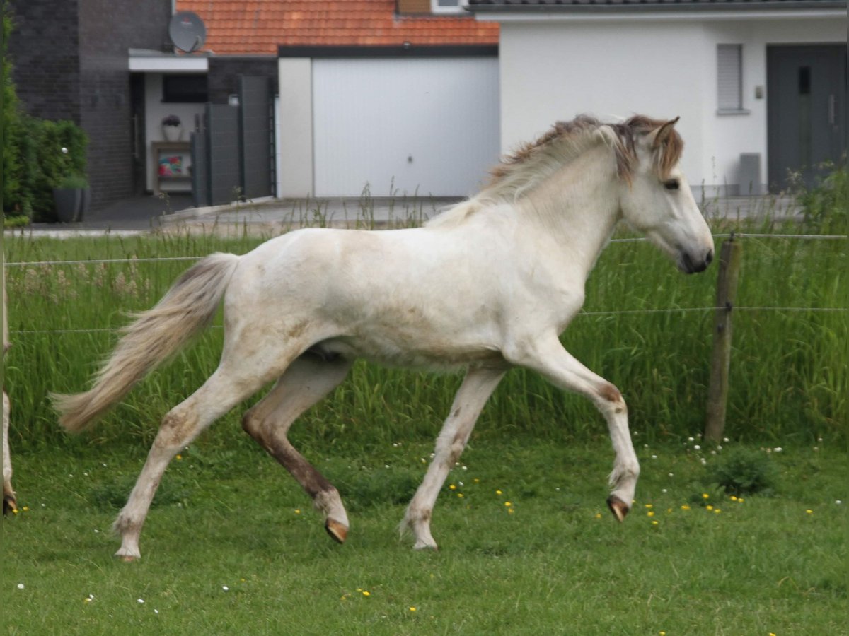 Caballos islandeses Semental 1 año 145 cm Castaño-ruano in Südlohn