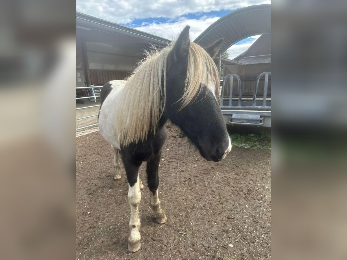 Caballos islandeses Semental 1 año 145 cm Pío in Fronreute