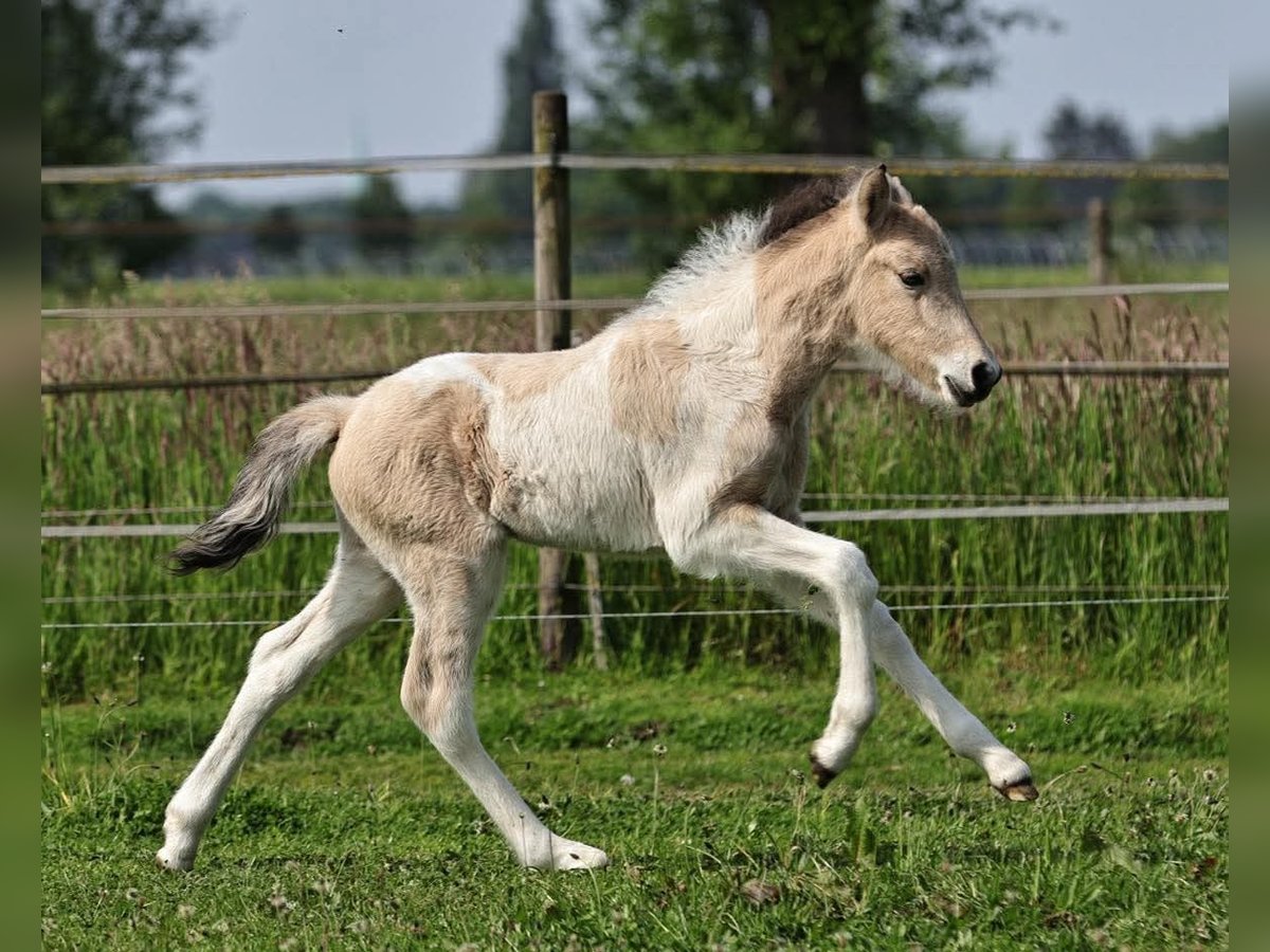 Caballos islandeses Semental 1 año 145 cm Pío in Südlohn