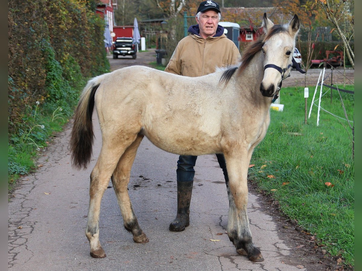 Caballos islandeses Semental 1 año 156 cm Buckskin/Bayo in Eußerthal