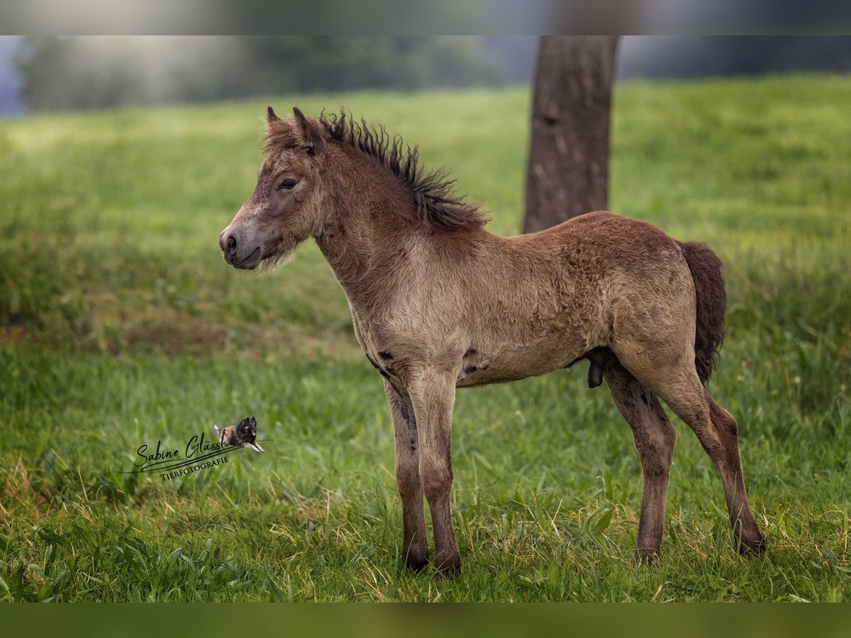 Caballos islandeses Semental 1 año Buckskin/Bayo in Wadern