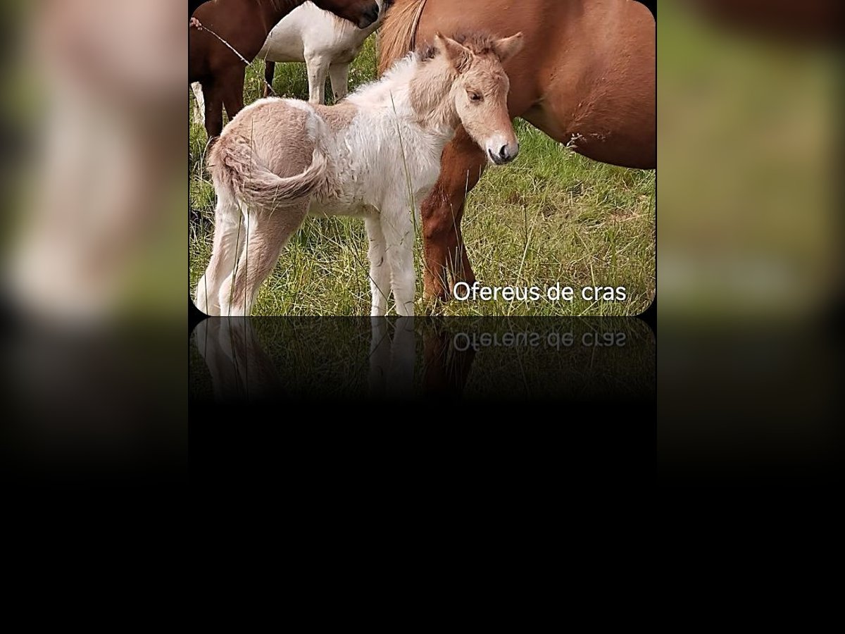 Caballos islandeses Semental 1 año in Cras