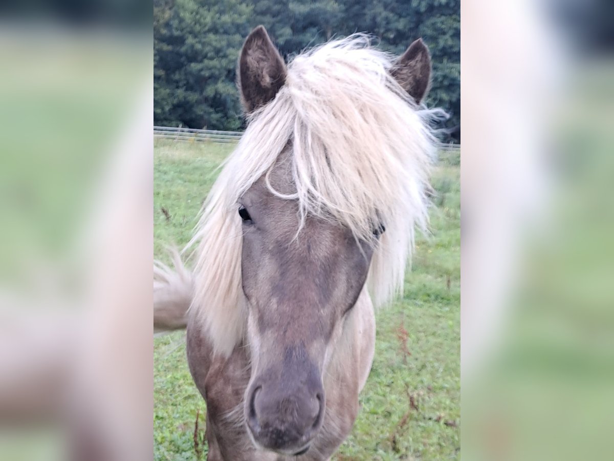 Caballos islandeses Semental 1 año in Neuenbürg