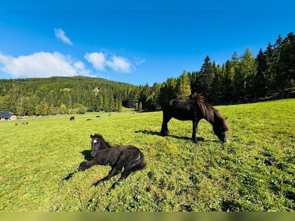 Caballos islandeses Semental 1 año Negro in Mariapfarr