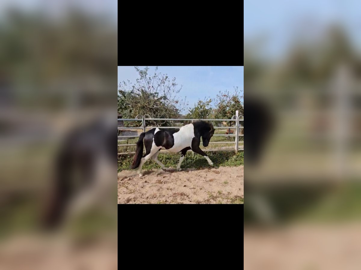 Caballos islandeses Semental 2 años 135 cm Pío in Geslau