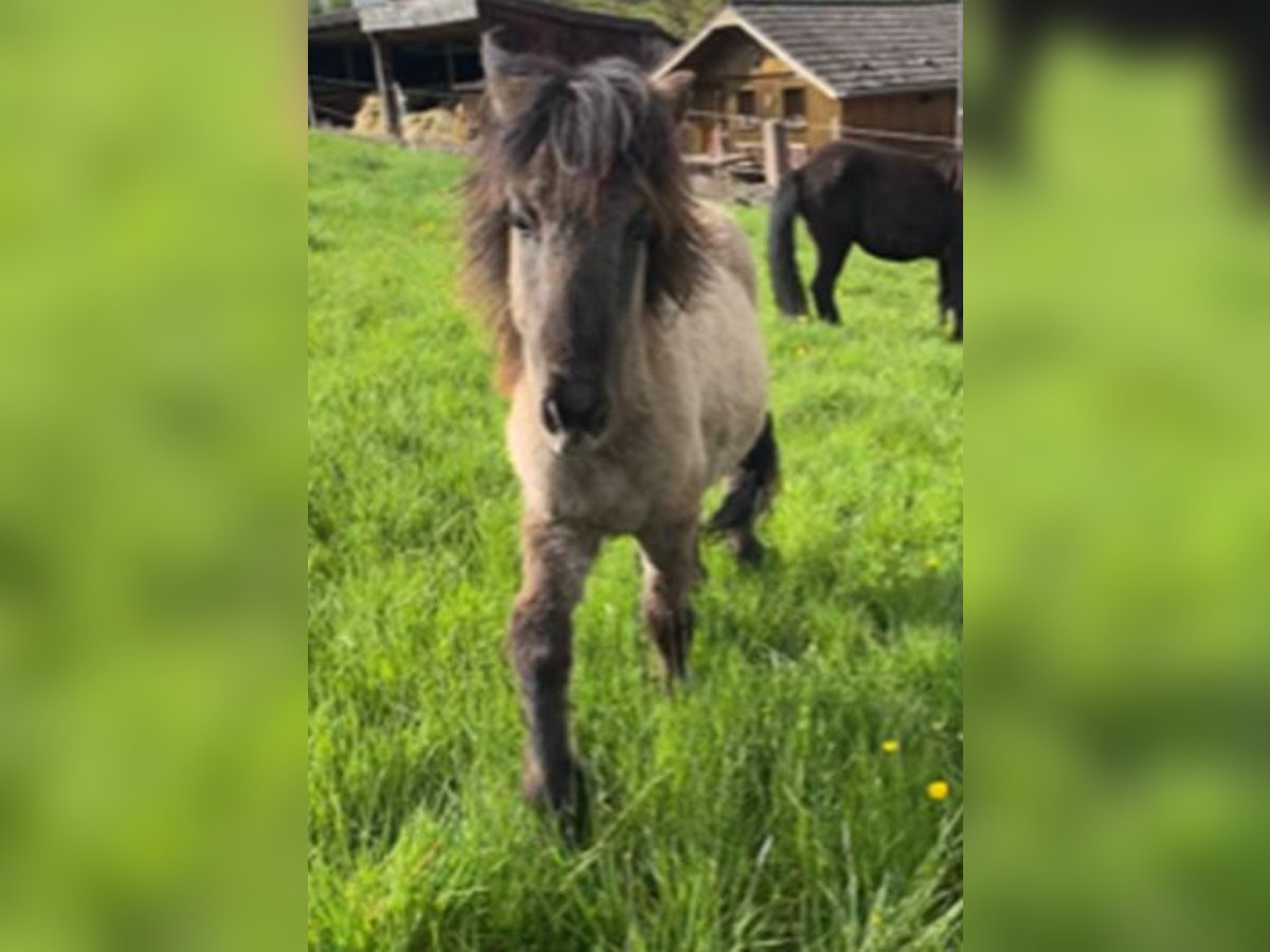 Caballos islandeses Semental 2 años 139 cm Bayo in Fulda