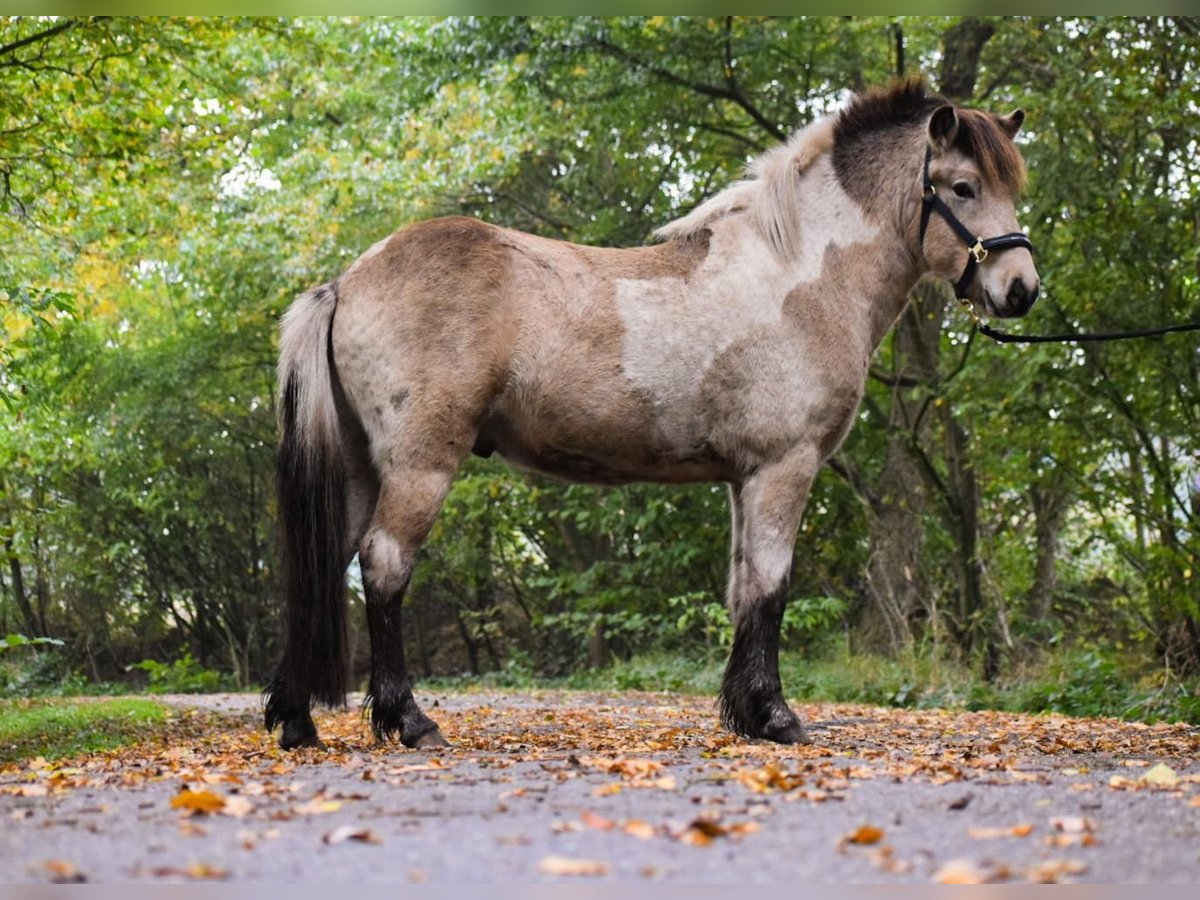 Caballos islandeses Semental 2 años 139 cm in Blunk