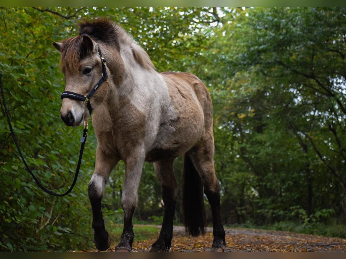 Caballos islandeses Semental 2 años 139 cm in Blunk