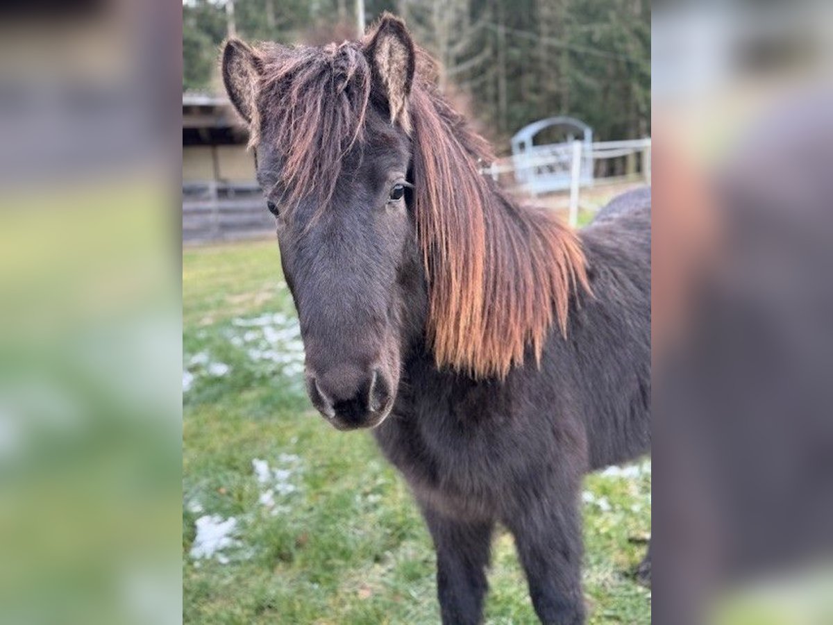 Caballos islandeses Semental 2 años 139 cm Negro in Fulda