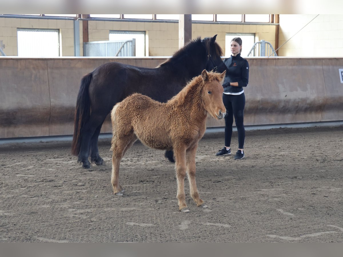 Caballos islandeses Semental 2 años 140 cm Alazán in Zweibrücken