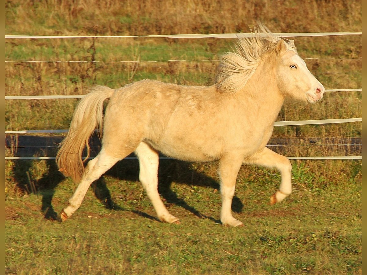 Caballos islandeses Semental 2 años 140 cm Palomino in Saarland