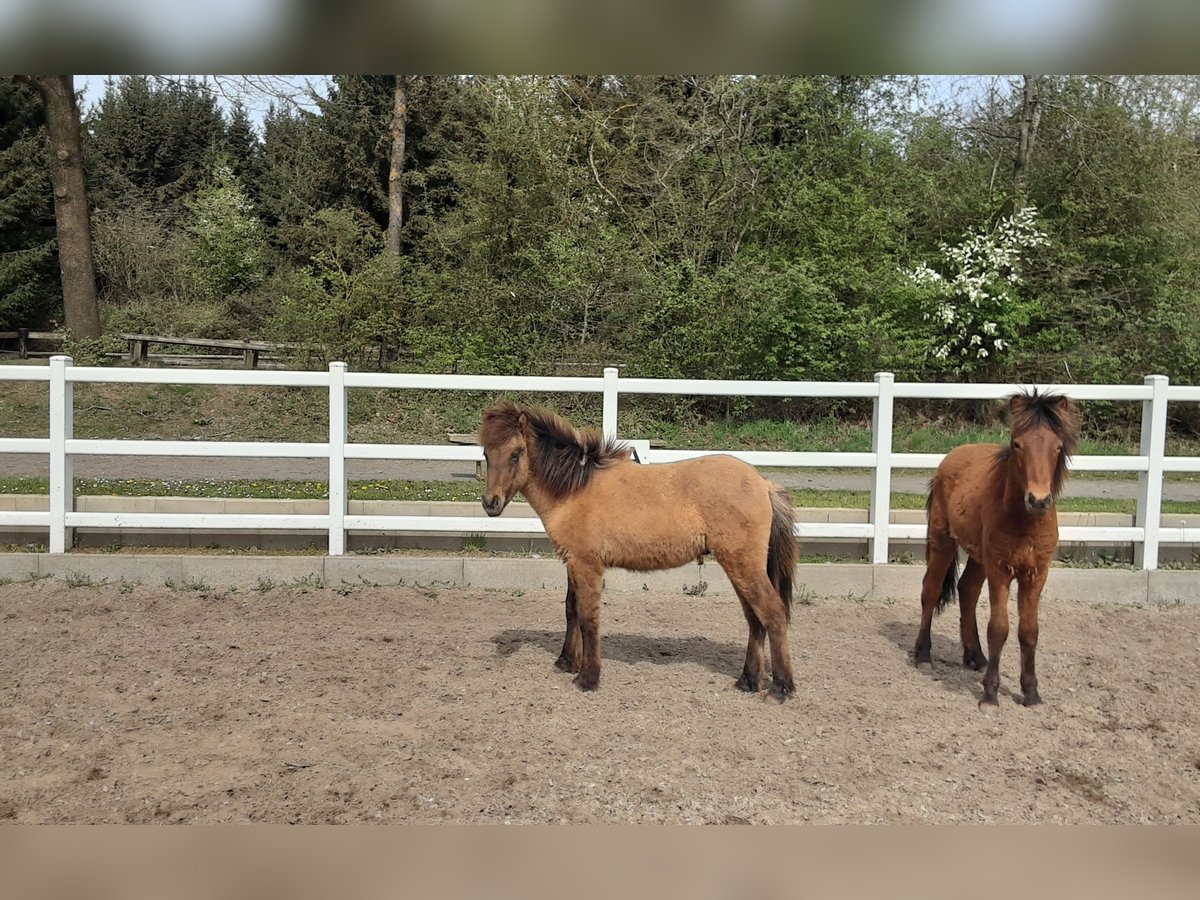 Caballos islandeses Semental 2 años Bayo in Nettersheim