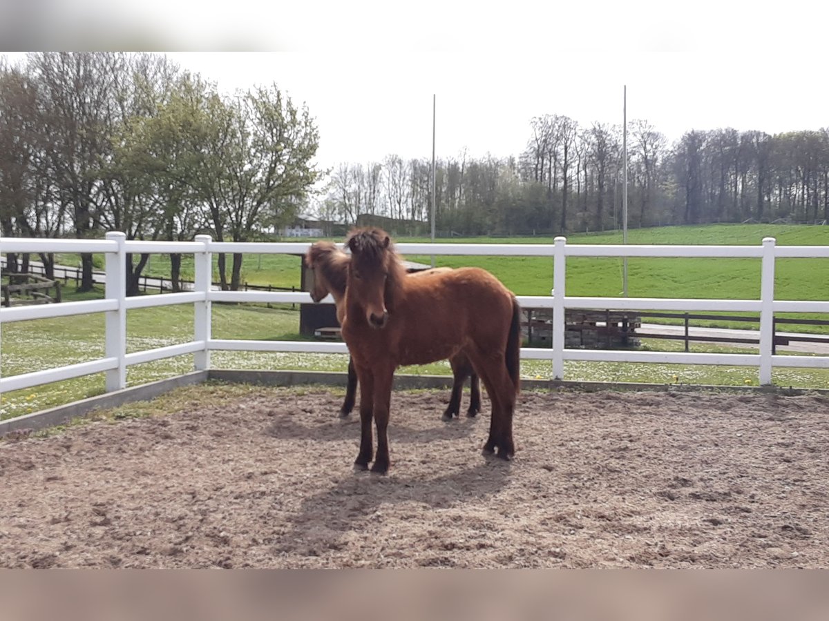 Caballos islandeses Semental 2 años Castaño in Nettersheim