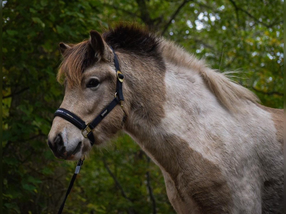 Caballos islandeses Semental 3 años 139 cm in Blunk