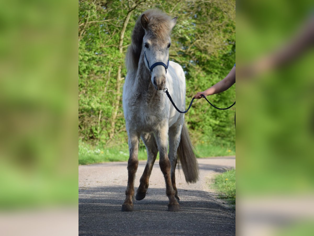 Caballos islandeses Semental 3 años 139 cm in Blunk