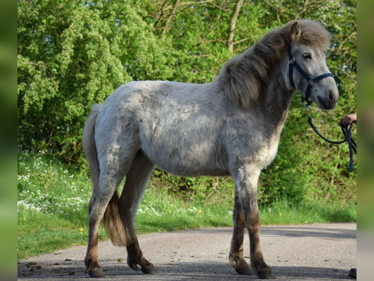 Caballos islandeses Semental 3 años 139 cm in Blunk