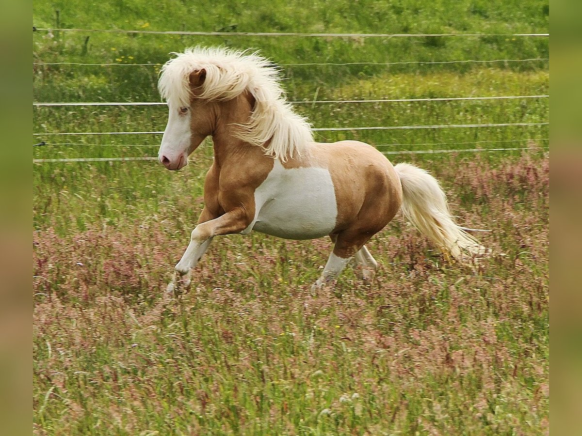 Caballos islandeses Semental 3 años 139 cm Palomino in Saarland