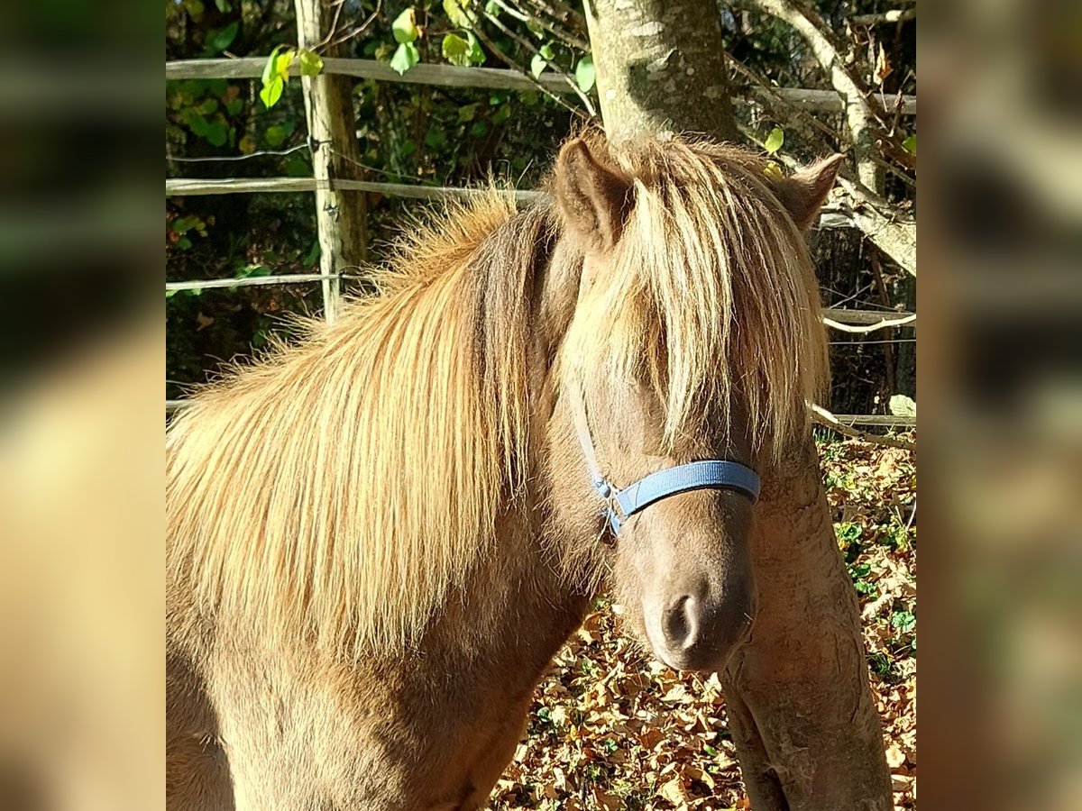 Caballos islandeses Semental 3 años 139 cm Palomino in Saarland