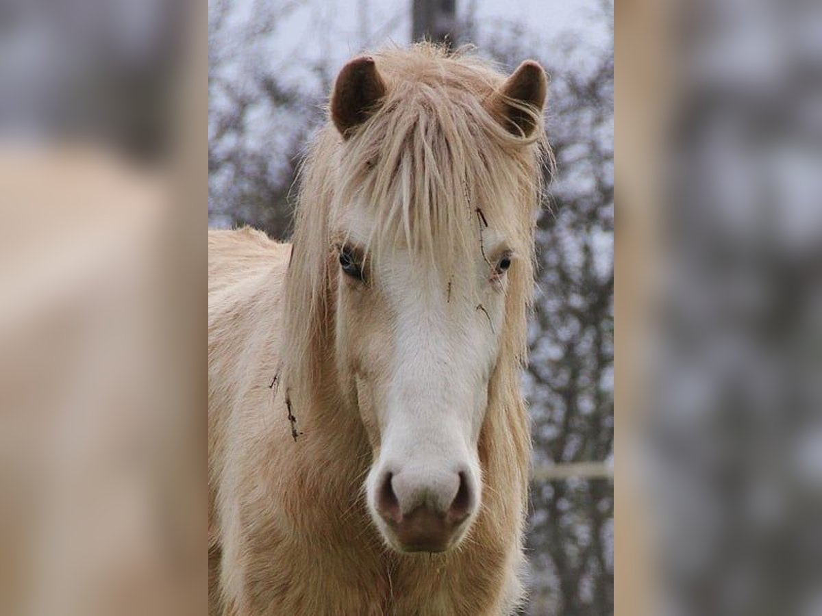 Caballos islandeses Semental 3 años 140 cm Palomino in Saarland