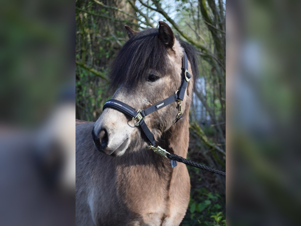 Caballos islandeses Semental 3 años 142 cm in NehmsBlunk