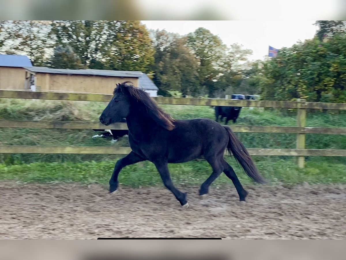 Caballos islandeses Semental 3 años 142 cm Negro in Ehndorf