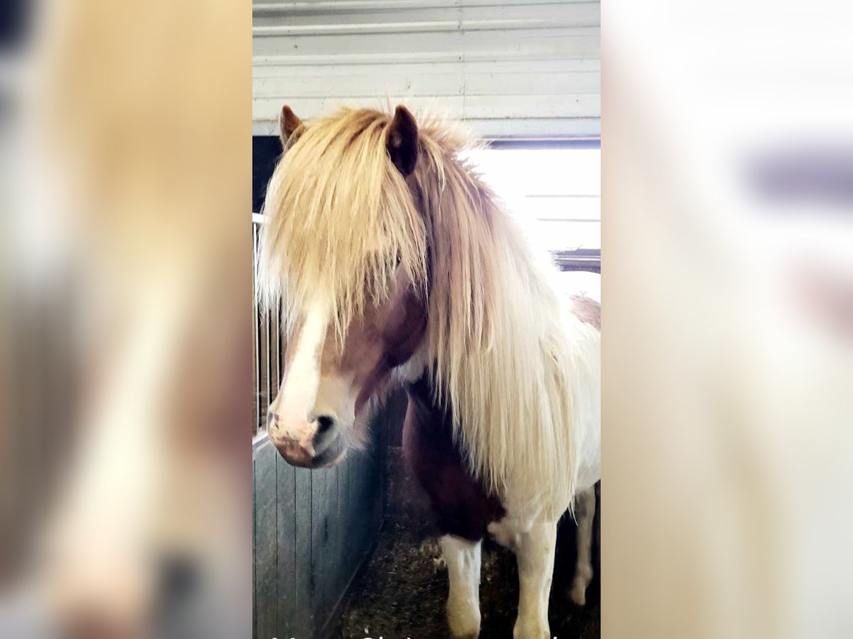 Caballos islandeses Semental 3 años 145 cm Tobiano-todas las-capas in South Iceland