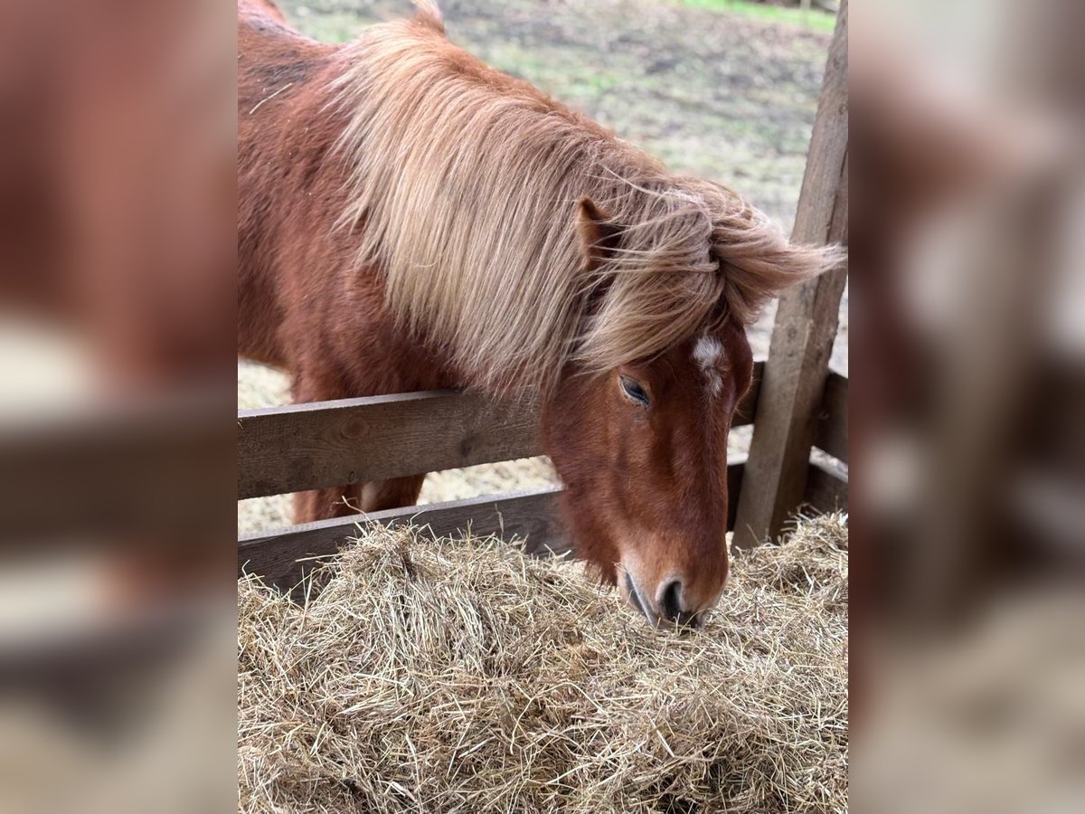 Caballos islandeses Semental 4 años 140 cm Alazán in HermannsburgHermannsburg