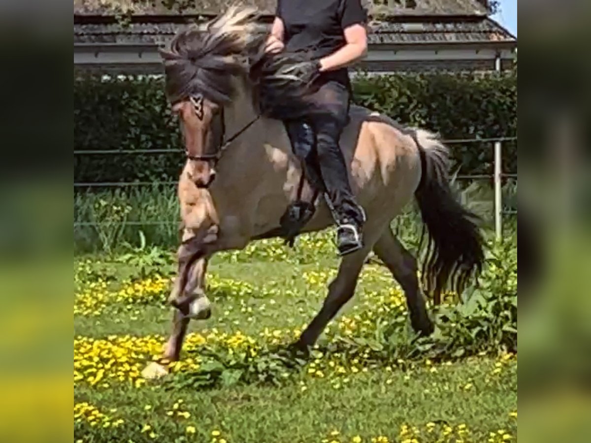 Caballos islandeses Semental 4 años 145 cm Bayo in Bergen (NH)