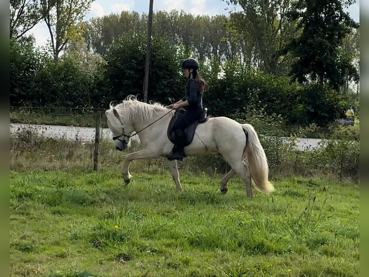 Caballos islandeses Semental 4 años 146 cm Palomino in Wetteren