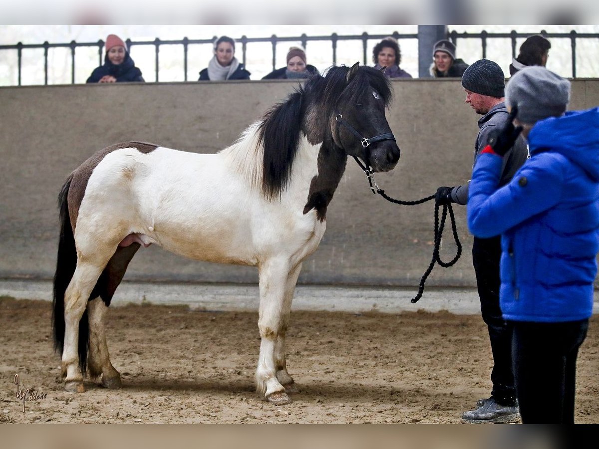 Caballos islandeses Semental 4 años 150 cm in Habichtswald