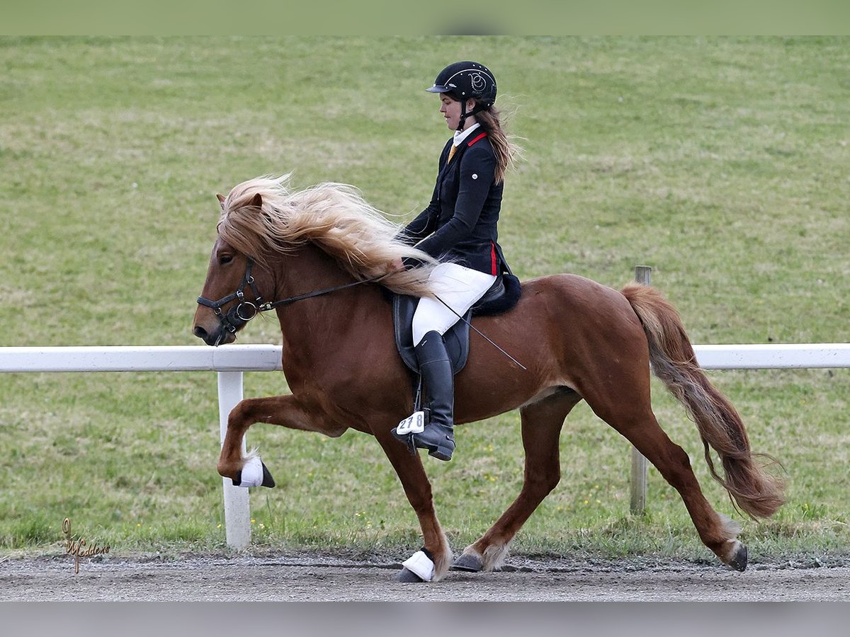 Caballos islandeses Semental 6 años 141 cm Alazán in Fronreute