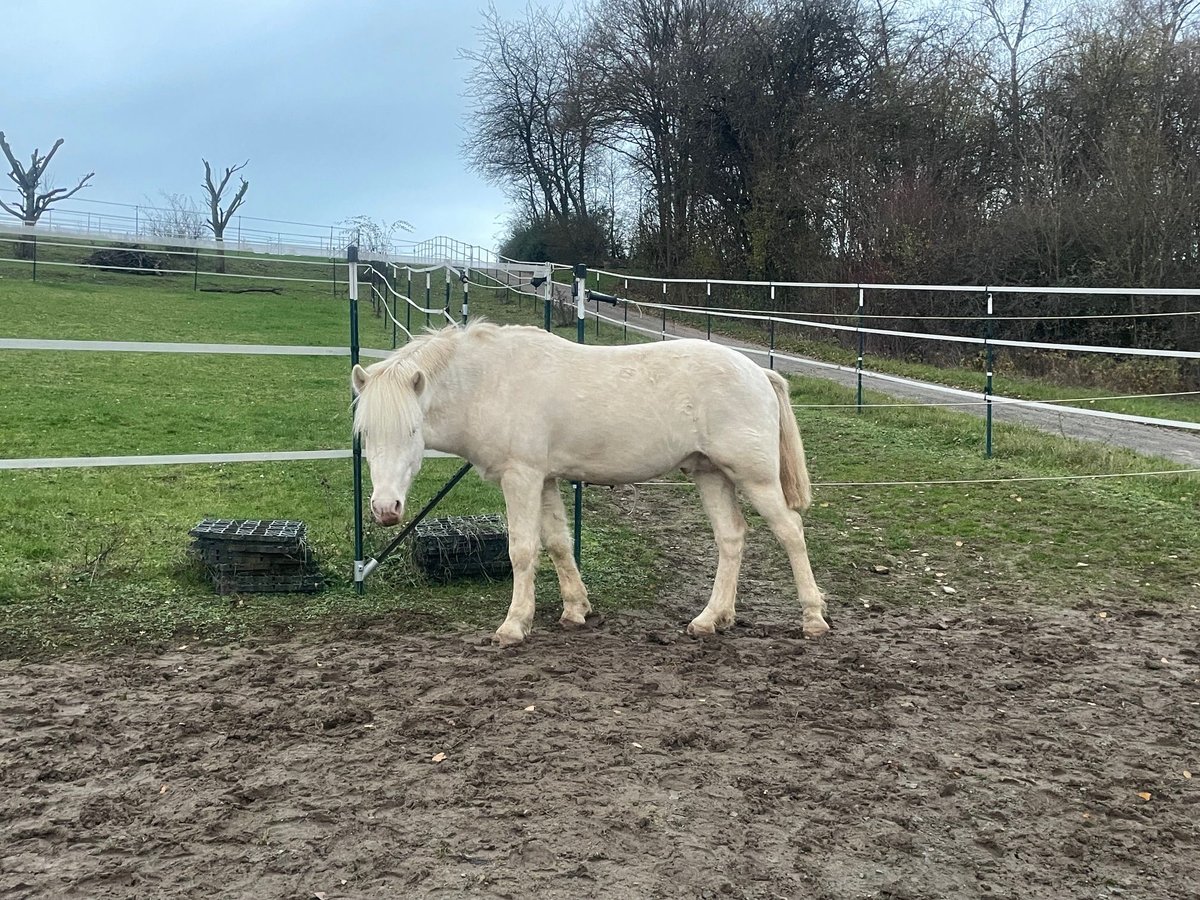 Caballos islandeses Semental 6 años 147 cm Cremello in Hardheim