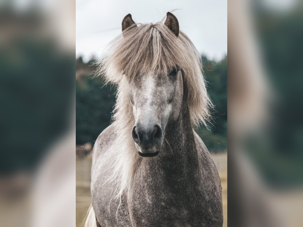 Caballos islandeses Semental 7 años 145 cm Tordo in Seedorf