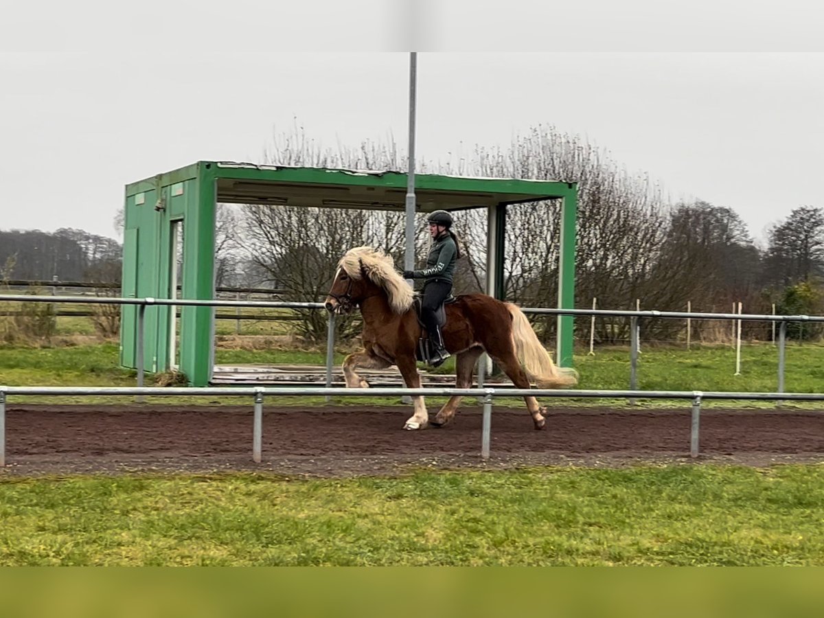 Caballos islandeses Semental 8 años 150 cm Alazán in Soltau