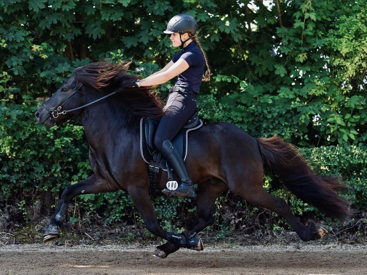 Caballos islandeses Semental Negro in Gestratz