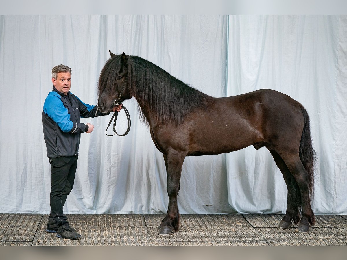 Caballos islandeses Semental Negro in Lochen am See