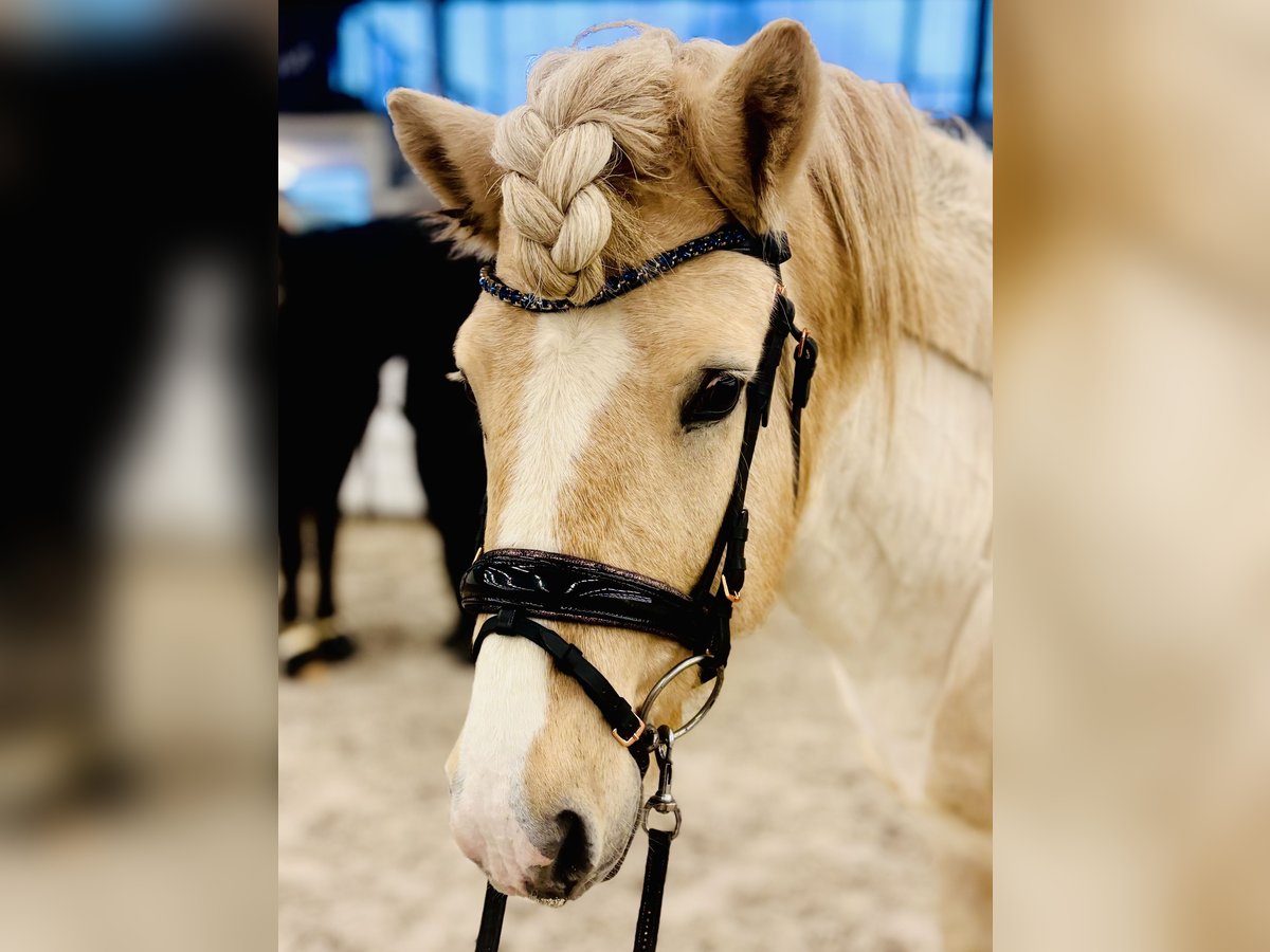 Caballos islandeses Semental Palomino in Zweibrücken