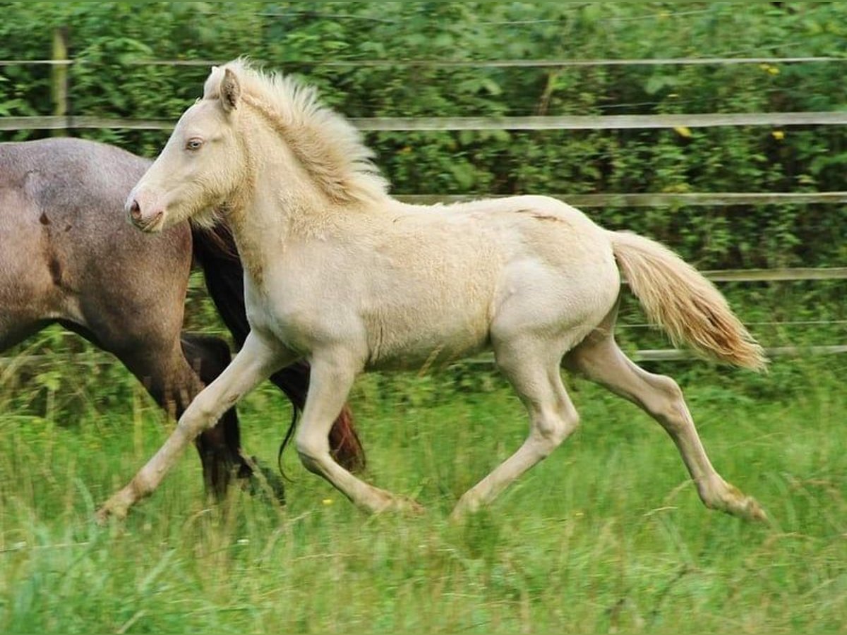 Caballos islandeses Semental Potro (05/2024) 140 cm Perlino in Saarland