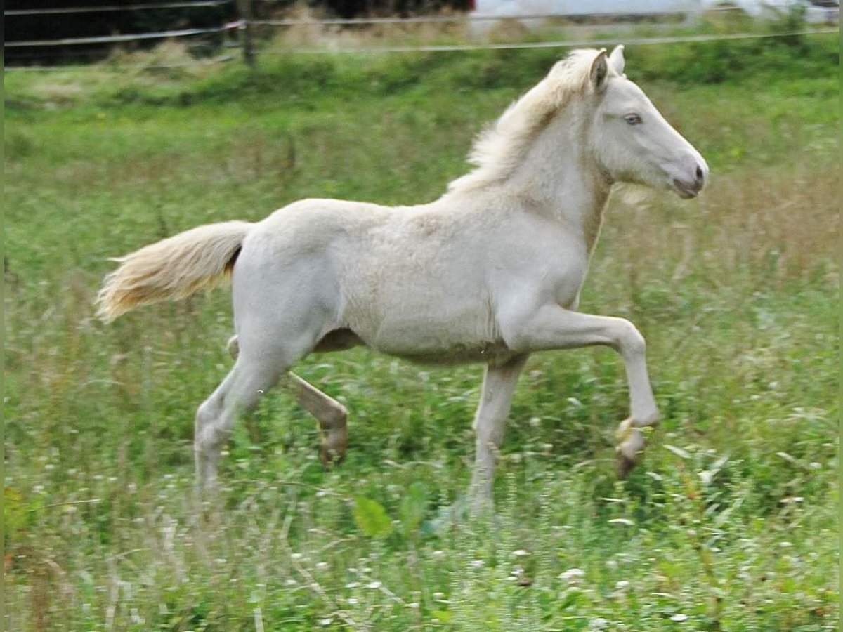 Caballos islandeses Semental Potro (05/2024) 142 cm Perlino in Saarland