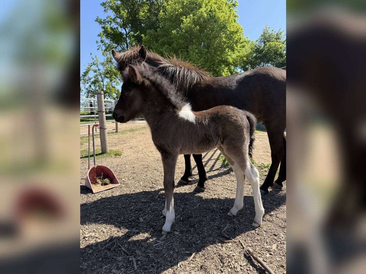 Caballos islandeses Semental  144 cm Pío in Freren