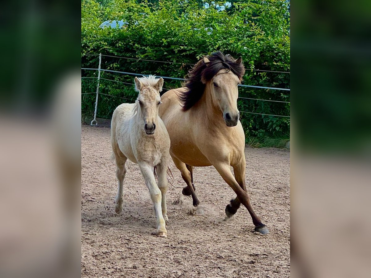 Caballos islandeses Semental Potro (06/2024) 90 cm Palomino in Hagenburg